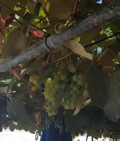 Apartman Casa Sao Pedro - Nova *