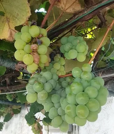 Casa Sao Pedro - Nova * Vila Franca do Campo